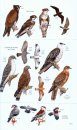 Birds of Botswana