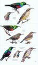 Birds of Botswana