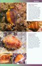 Marine Life of St. Helena