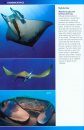Marine Life of St. Helena