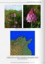 Orchidées de Tunisie [Orchids of Tunisia]