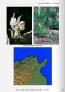 Orchidées de Tunisie [Orchids of Tunisia]