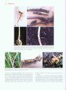 Plant Diseases and Their Management in Organic Agriculture