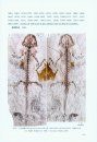 Palaeovertebrata Sinica, Volume 2: Amphibians, Reptilians and Avians, Fascicle 1 (Serial no. 5): Amphibians [Chinese]