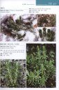 Lycophytes and Ferns of China [Chinese]