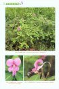 Balsaminaceae of China [Chinese]