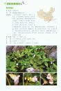 Balsaminaceae of China [Chinese]