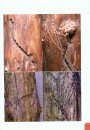 European Bark and Ambrosia Beetles: Types, Characteristics and Identification of Mating Systems / Scolitidi d'Europa: Tipi, Caratteristiche e Riconoscimento dei Sistemi Riproduttivi