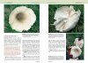 Zambian Mushrooms and Mycology