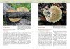 Zambian Mushrooms and Mycology
