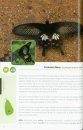 Common Butterflies of Sri Lanka