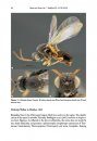 ZooKeys 493: Afrotropical Cynipoidea (Hymenoptera)