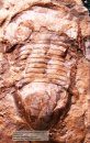 Ordovician Trilobites of Southern Ontario, Canada and the Surrounding Region