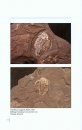 Ordovician Trilobites of Southern Ontario, Canada and the Surrounding Region