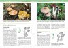 Sienet ja Metsien Luontoarvot [Mushrooms and the Natural Value of Forests]
