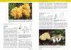 Sienet ja Metsien Luontoarvot [Mushrooms and the Natural Value of Forests]