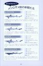 Sekai no Utsukushī Same Zukan [Beautiful Sharks Around the World]