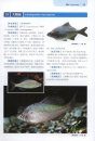 Native Ornamental Fish of China: lllustrated Book [Chinese]