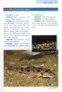 Native Ornamental Fish of China: lllustrated Book [Chinese]
