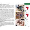 Mygales du Monde [Tarantulas of the World]
