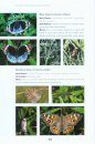 All About Butterflies of Australia