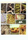 Introducción a la Micología en los Trópicos [Introduction to Mycology in the Tropics]