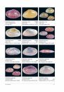 Compendium of Bivalves 2