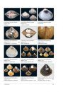 Compendium of Bivalves 2
