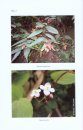 Flora of West Bengal, Volume 2