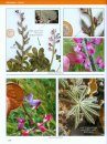 Plant Guide: Maritime Succulent Scrub Region, Northwest Baja California, Mexico / Guía de Plantas de la Región del Matorral Rosetófilo Castero Noroests de Baja California, México