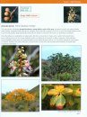 Plant Guide: Maritime Succulent Scrub Region, Northwest Baja California, Mexico / Guía de Plantas de la Región del Matorral Rosetófilo Castero Noroests de Baja California, México