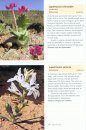 Wild Flowers of Namaqualand