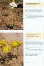Wild Flowers of Namaqualand