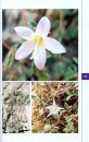 Photographic Field Guide to the Plants of the Western Hajar Mountains, Sultanate of Oman with a Complete Checklist of Vascular Plant Species