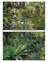 The Cycads (2-Volume Set)