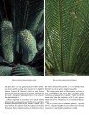 The Cycads (2-Volume Set)