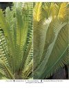 The Cycads (2-Volume Set)