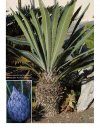 The Cycads (2-Volume Set)