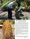 The Cycads (2-Volume Set)