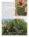 The Cycads (2-Volume Set)
