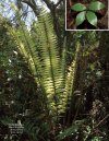 The Cycads (2-Volume Set)