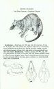 Guide to the Mammals of Salta Province, Argentina / Guía de los Mamíferos de la Provincia de Salta, Argentina