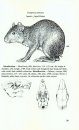 Guide to the Mammals of Salta Province, Argentina / Guía de los Mamíferos de la Provincia de Salta, Argentina