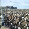 The Falkland Islands and Their Natural History