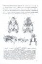 Palaeovertebrata Sinica, Volume 3: Basal Synapsids and Mammals Fascicle 1 (Series no. 14): Basal Synapsids [Chinese]