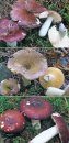 Le Guide des Champignons: France et Europe [Mushroom Guide to France and Europe]
