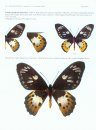 Outstanding Birdwing Butterflies (Papilionidae: Genus Ornithoptera) (2-Volume Set)