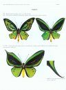 Outstanding Birdwing Butterflies (Papilionidae: Genus Ornithoptera) (2-Volume Set)