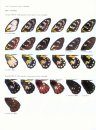 Outstanding Birdwing Butterflies (Papilionidae: Genus Ornithoptera) (2-Volume Set)