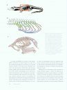 Great Transformations in Vertebrate Evolution